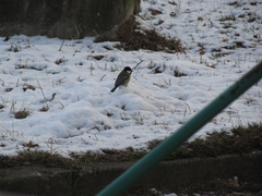 Parus major