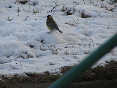 Parus major
