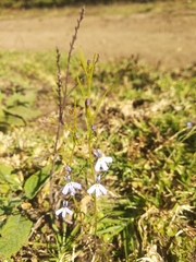 Diastatea