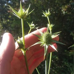 Eryngium alternatum