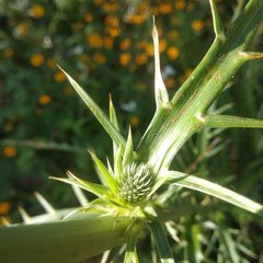 Eryngium alternatum