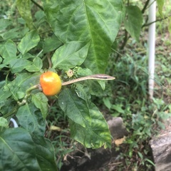 Oxybelis rutherfordi