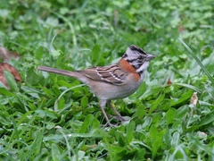 Zonotrichia capensis