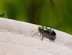 Strongylium humerale