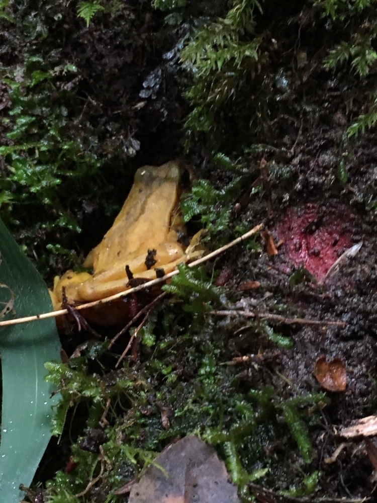 Eupsophus altor Nuñez, Rabanal & Formas, 2012