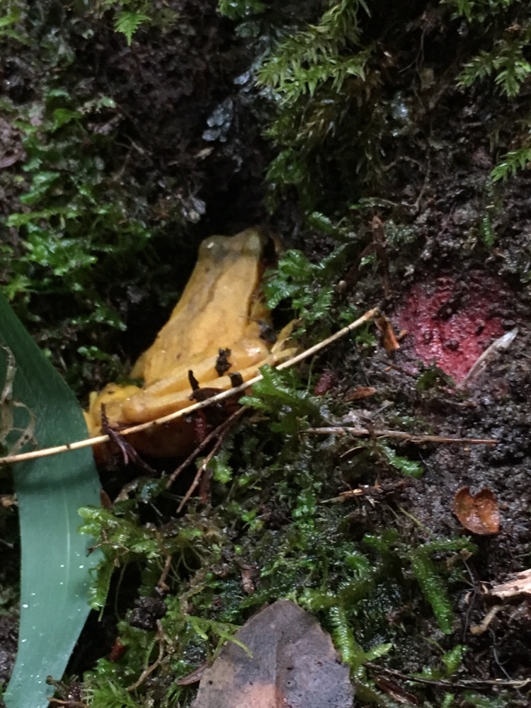 Eupsophus altor Nuñez, Rabanal & Formas, 2012