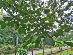Copaifera