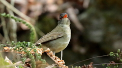 Catharus mexicanus