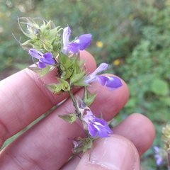 Salvia setulosa