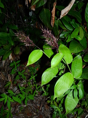 Olyra latifolia