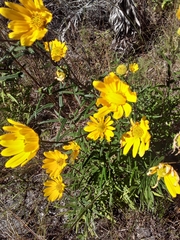 Helianthus floridanus