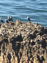 Phalacrocorax carbo maroccanus
