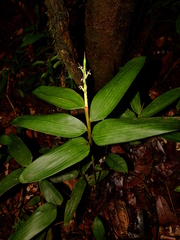 Olyra obliquifolia