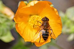 Eristalis similis