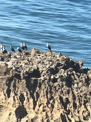 Phalacrocorax carbo maroccanus