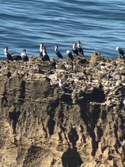 Phalacrocorax carbo maroccanus
