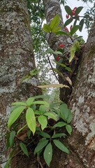 Aeschynanthus fulgens