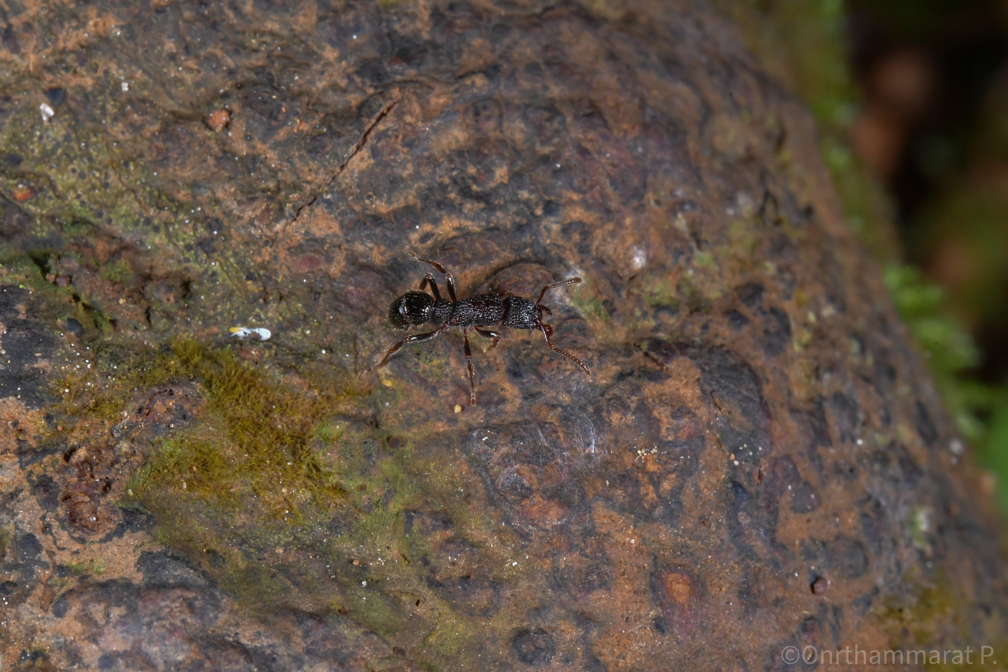 Stictoponera binghamii
