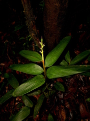 Olyra obliquifolia