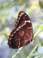 Morpho helenor achillides
