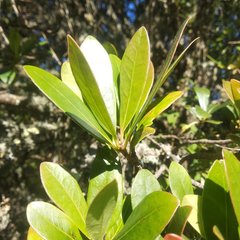 Ternstroemia lineata