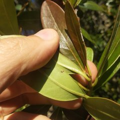 Ternstroemia lineata