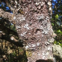 Ternstroemia lineata