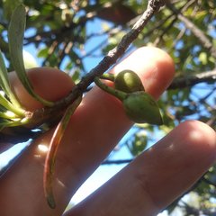 Ternstroemia lineata