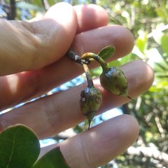 Ternstroemia lineata