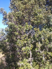 Ternstroemia lineata