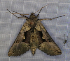 Autographa ampla
