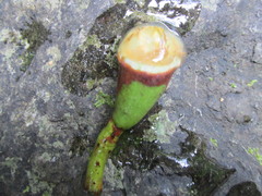 Beilschmiedia tarairi