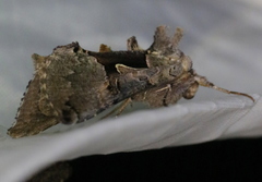 Autographa ampla