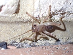 Hadrogryllacris
