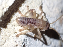 Hadrogryllacris