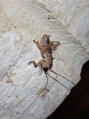 Hadrogryllacris