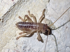 Hadrogryllacris