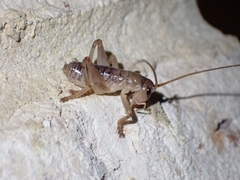 Hadrogryllacris