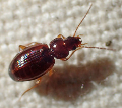 Trechus obtusus