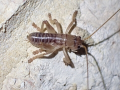 Hadrogryllacris