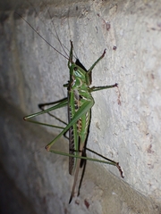 Metaballus frontalis