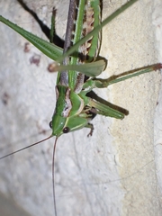 Metaballus frontalis