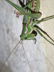 Metaballus frontalis