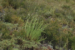 Veronica pinnata
