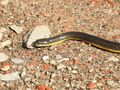 Helicops infrataeniatus