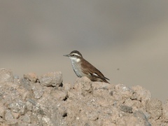 Cinclodes atacamensis