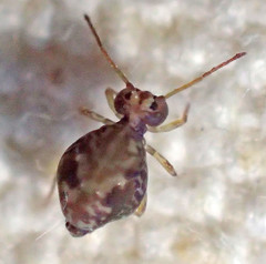 Ptenothrix maculosa