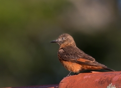 Hirundinea ferruginea