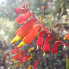 Castilleja tenuifolia