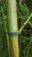 Phyllostachys aureosulcata